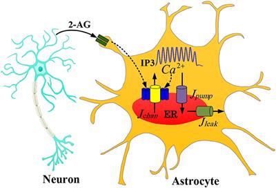 A Neuromorphic Digital Circuit for Neuronal Information Encoding Using Astrocytic Calcium Oscillations